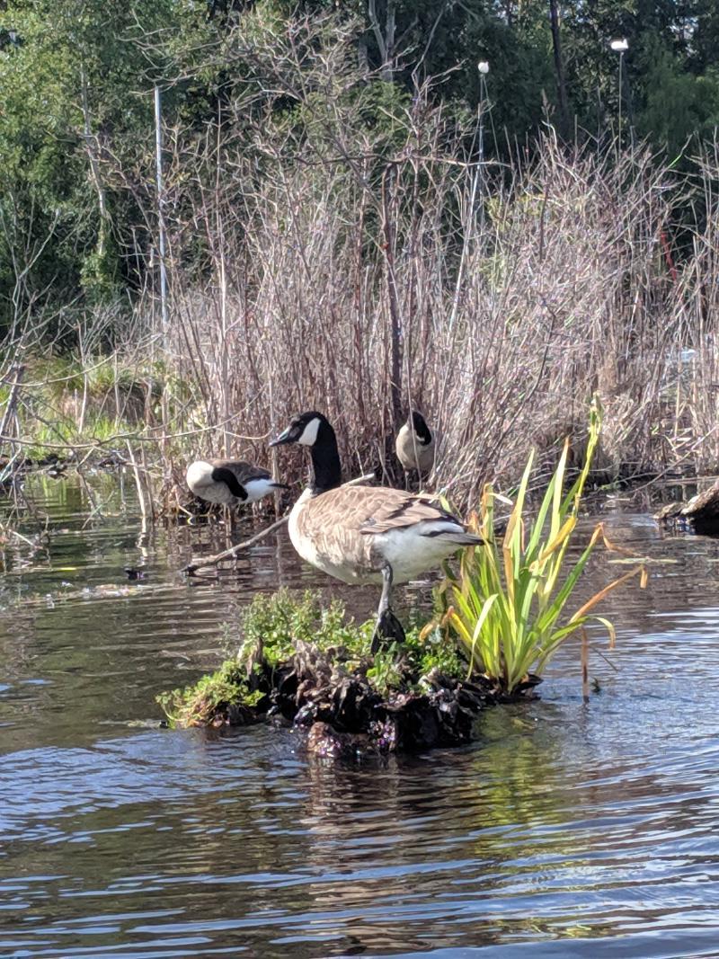 duck