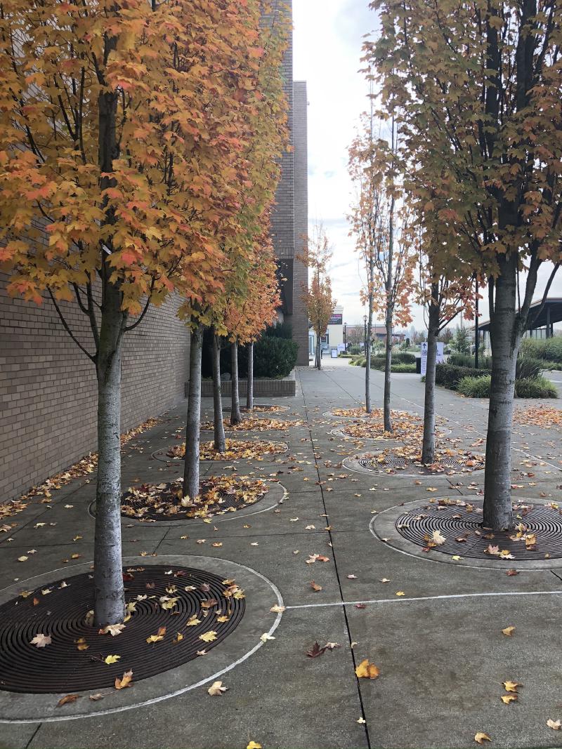 trees etc